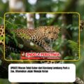 UPDATE Macan Tutul Kabur dari Kandang Lembang Park & Zoo, Ditemukan Jejak Menuju Hutan