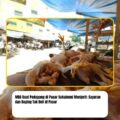 MBG Buat Pedagang di Pasar Sukabumi Menjerit: Sayuran dan Daging Tak Beli di Pasar